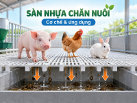 Chọn tấm nhựa lót sàn chuồng heo theo giai đoạn nuôi