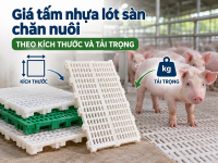 Chọn tấm nhựa lót sàn chuồng heo theo giai đoạn nuôi