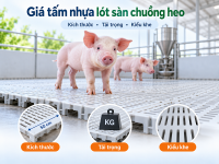 Chọn tấm nhựa lót sàn chuồng heo theo giai đoạn nuôi