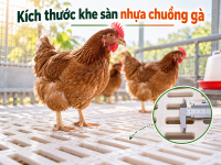 Kích thước khe và bề mặt của tấm nhựa lót sàn heo con