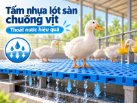 Kích thước khe và bề mặt của tấm nhựa lót sàn heo con